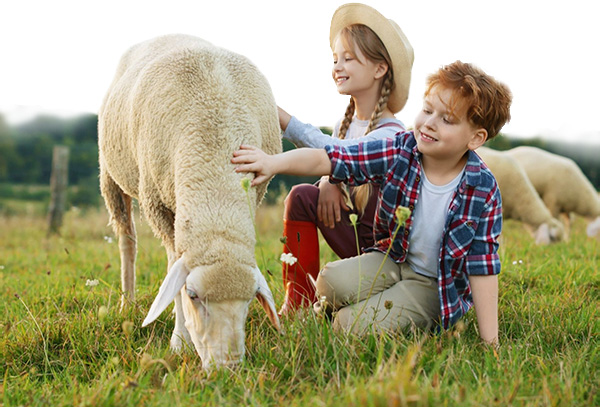 Two kids petting sheep.
