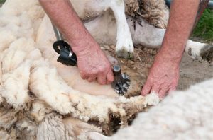 Shearing a sheep
