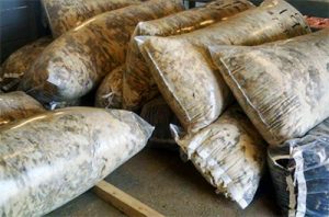 Bags of clean skirted fleeces ready for the mill.