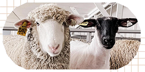 Two sheep in an oval