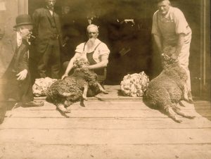 Vintage image of early shearing, circa 1893.