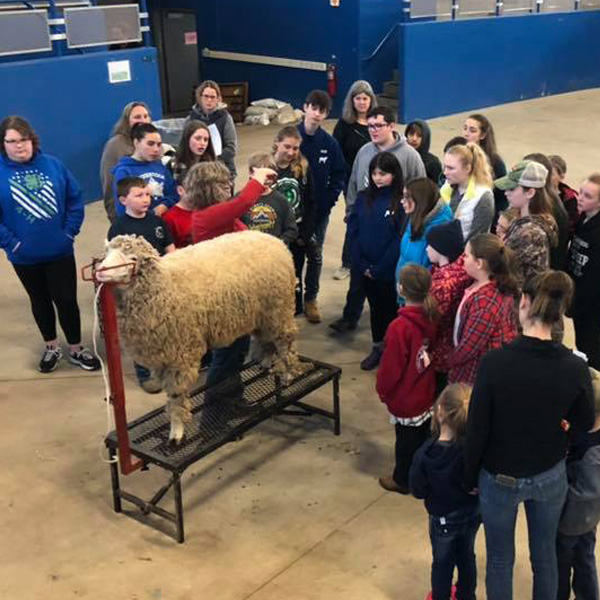 Sheep shearing with young people.