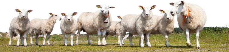 Sheep silhouetted looking forward.