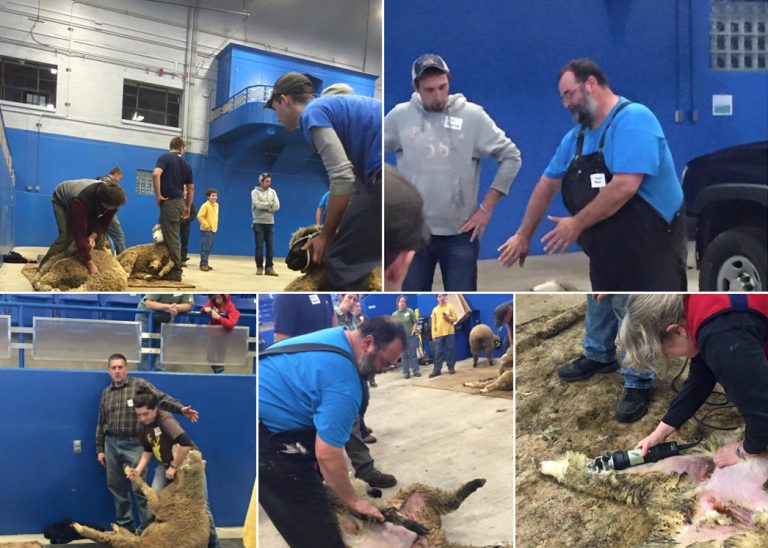 UCONN shearing class. Five images.