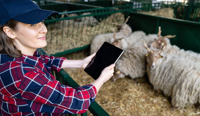 Woman veterinarian with iPad overlooking sheep in a pen.
